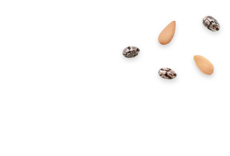 kacang1